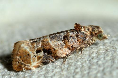 Réf. 138 323 : Lobesia botrana