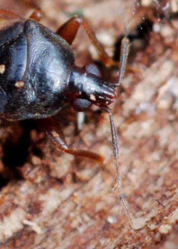 Réf. 138 218 : Lyctocoris dimidiatus