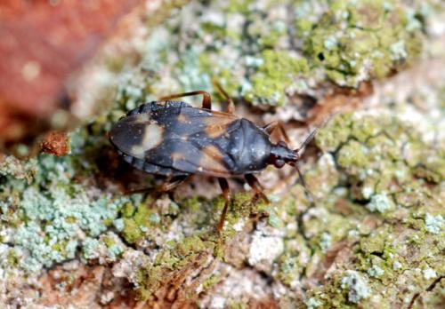 Réf. 138 222 : Lyctocoris dimidiatus