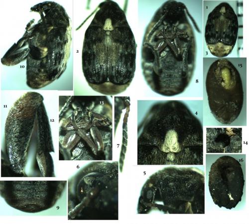 Megabruchidius dorsalis