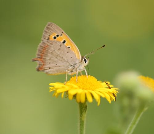 Réf. 138 399 : Lycaena phlaeas
