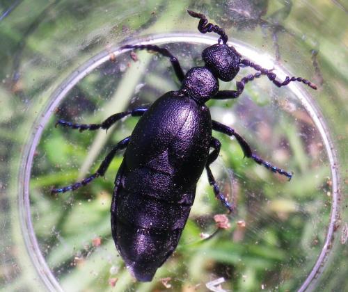Meloe proscarabaeus