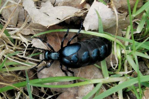 Meloe violaceus
