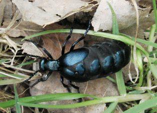 Meloe violaceus