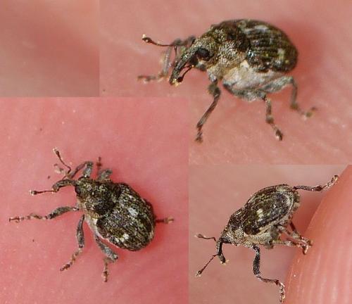 Nedyus quadrimaculatus