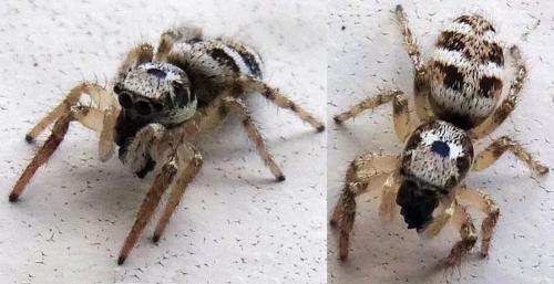 Réf. 138 046 : Salticus sp.