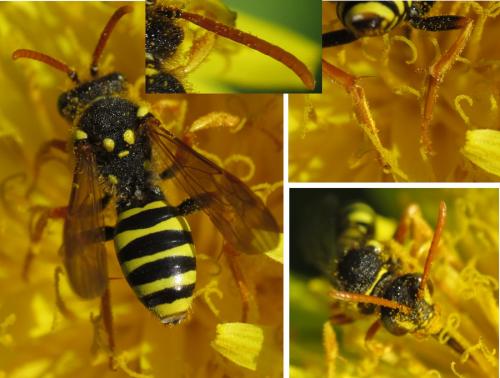 Nomada sp.