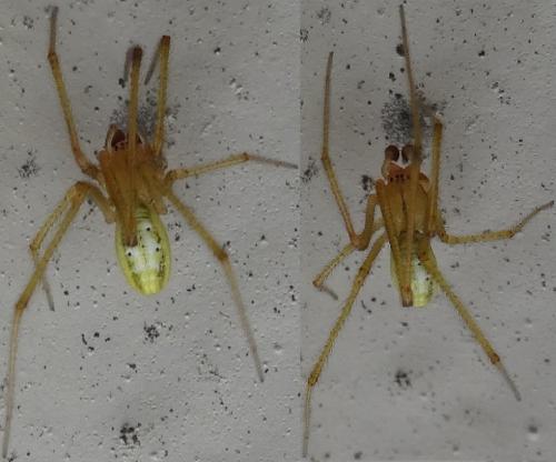 Enoplognatha sp.