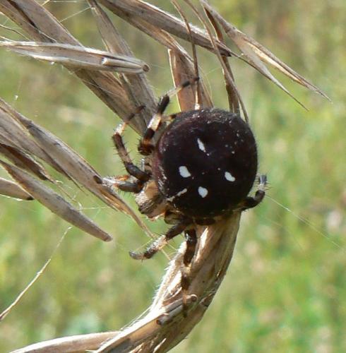 Araneus quadratus
