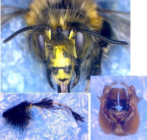Anthophora dispar