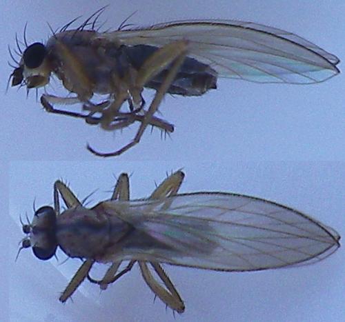 Lonchoptera sp.