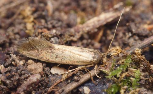 Opogona omoscopa