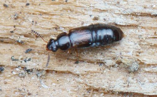 Réf. 138 140 : Paraphloeostiba gayndahensis