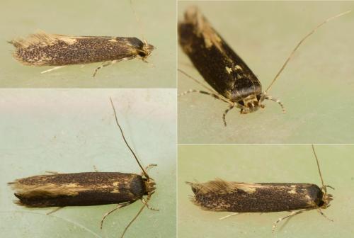 Réf. 138 459 : Opogona omoscopa