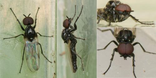 Dilophus sp.