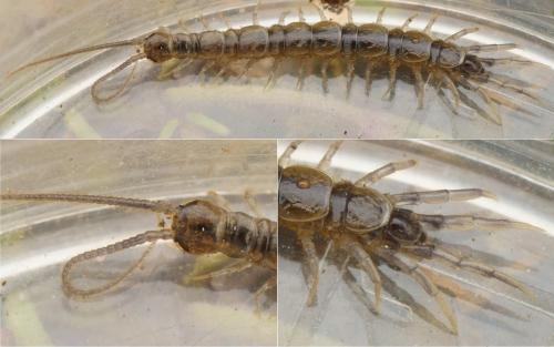 Lithobius calcaratus
