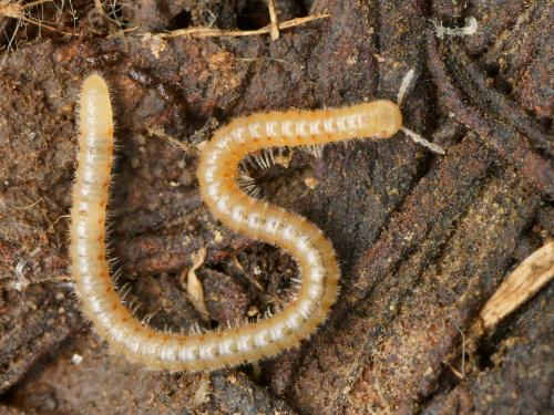 Réf. 138 397 : Trichoblaniulus hirsutus