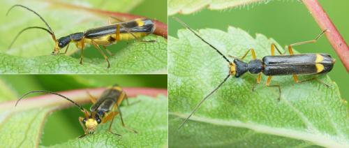 Malthinus pseudobiguttatus