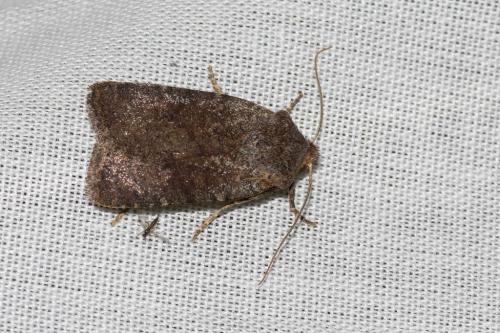Réf. 138 810 : Conistra staudingeri