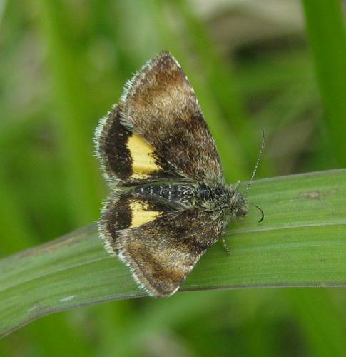 Réf. 138 955 : Panemeria tenebrata