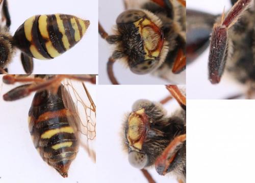 Réf. 138 521 : Nomada sp.
