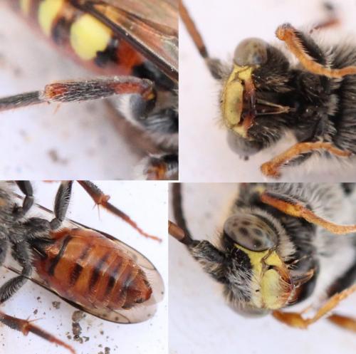 Nomada sp.