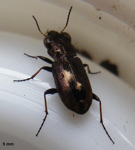 Notiophilus sp.