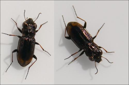 Réf. 138 370 : Notiophilus biguttatus