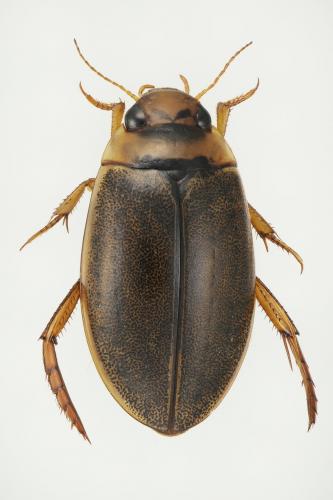 Rhantus latitans