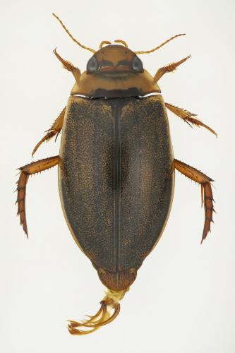 Réf. 138 172 : Rhantus latitans