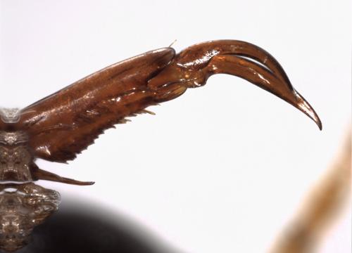 Rhantus latitans