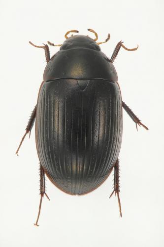 Réf. 138 302 : Hydrobius fuscipes
