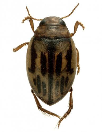 Hygrotus versicolor