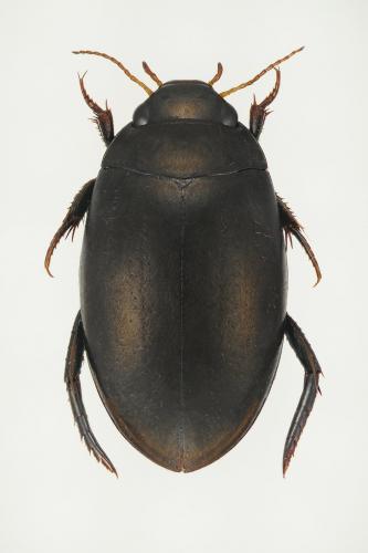 Agabus bipustulatus
