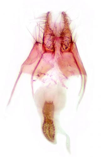 Réf. 138 465 : Nycteola columbana