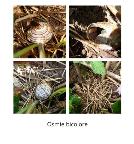 Réf. 138 651 : Osmia bicolor