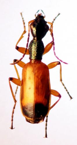 Réf. 138 379 : Odacantha melanura