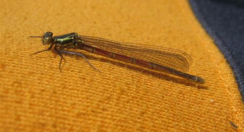 Pyrrhosoma nymphula