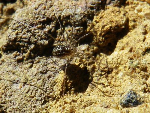 Leiobunum sp.