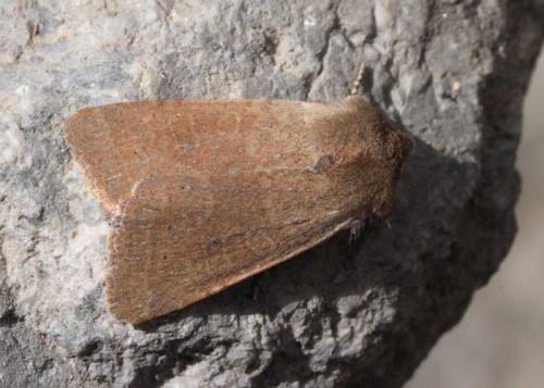 Réf. 138 507 : Xanthia ruticilla