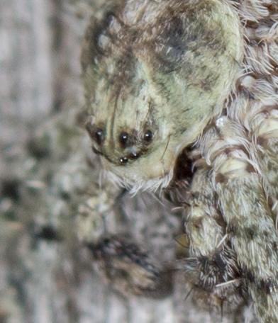 Philodromus sp.