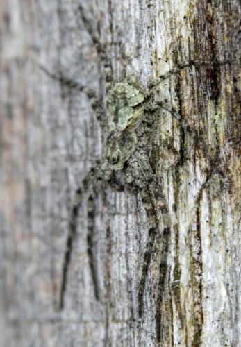 Philodromus sp.