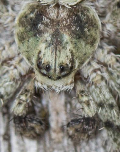Philodromus sp.