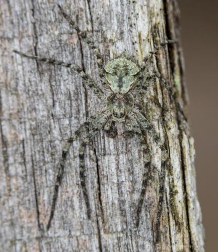 Philodromus sp.