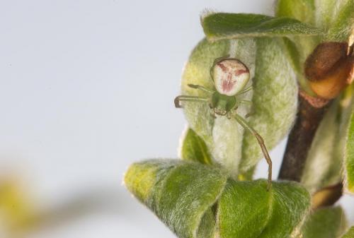 Ebrechtella tricuspidata