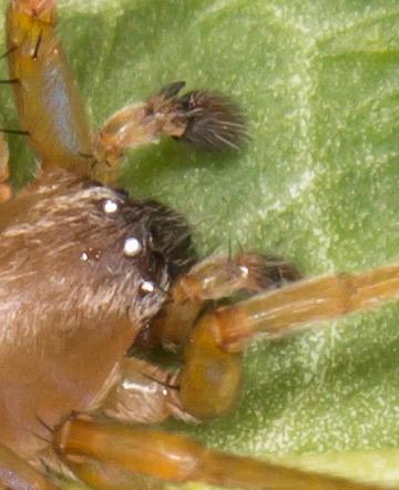 Drassodes sp.