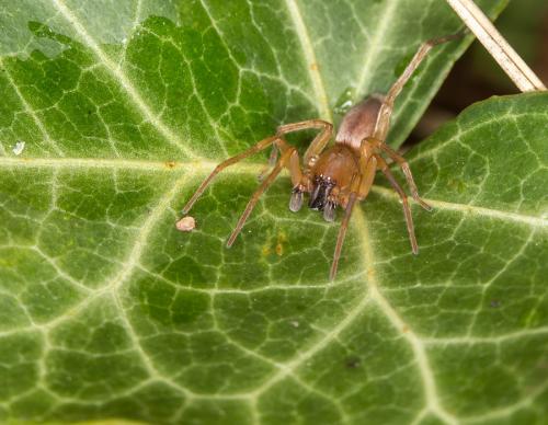 Clubiona sp.