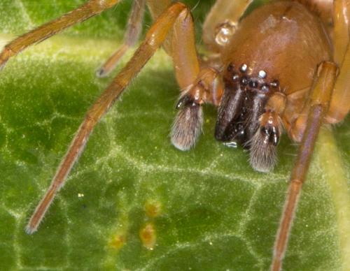 Clubiona sp.