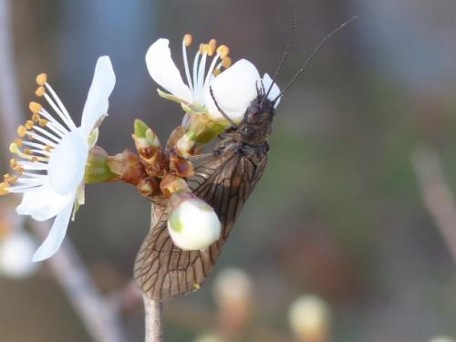 Sialis sp.