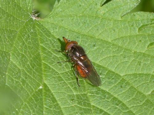 Réf. 138 447 : Rhingia campestris